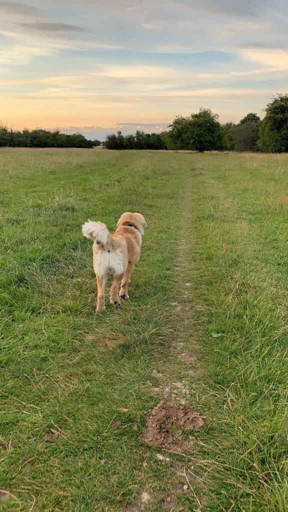 tibetan mastiff for sale gumtree